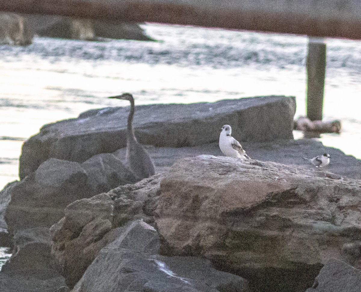 Black-legged Kittiwake - ML643558100