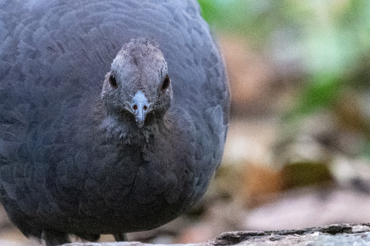 Tinamou cendré - ML643558112