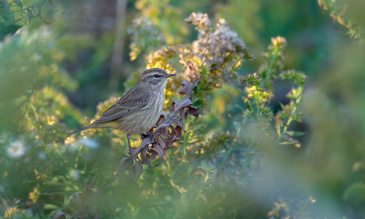 Palm Warbler - ML643558142