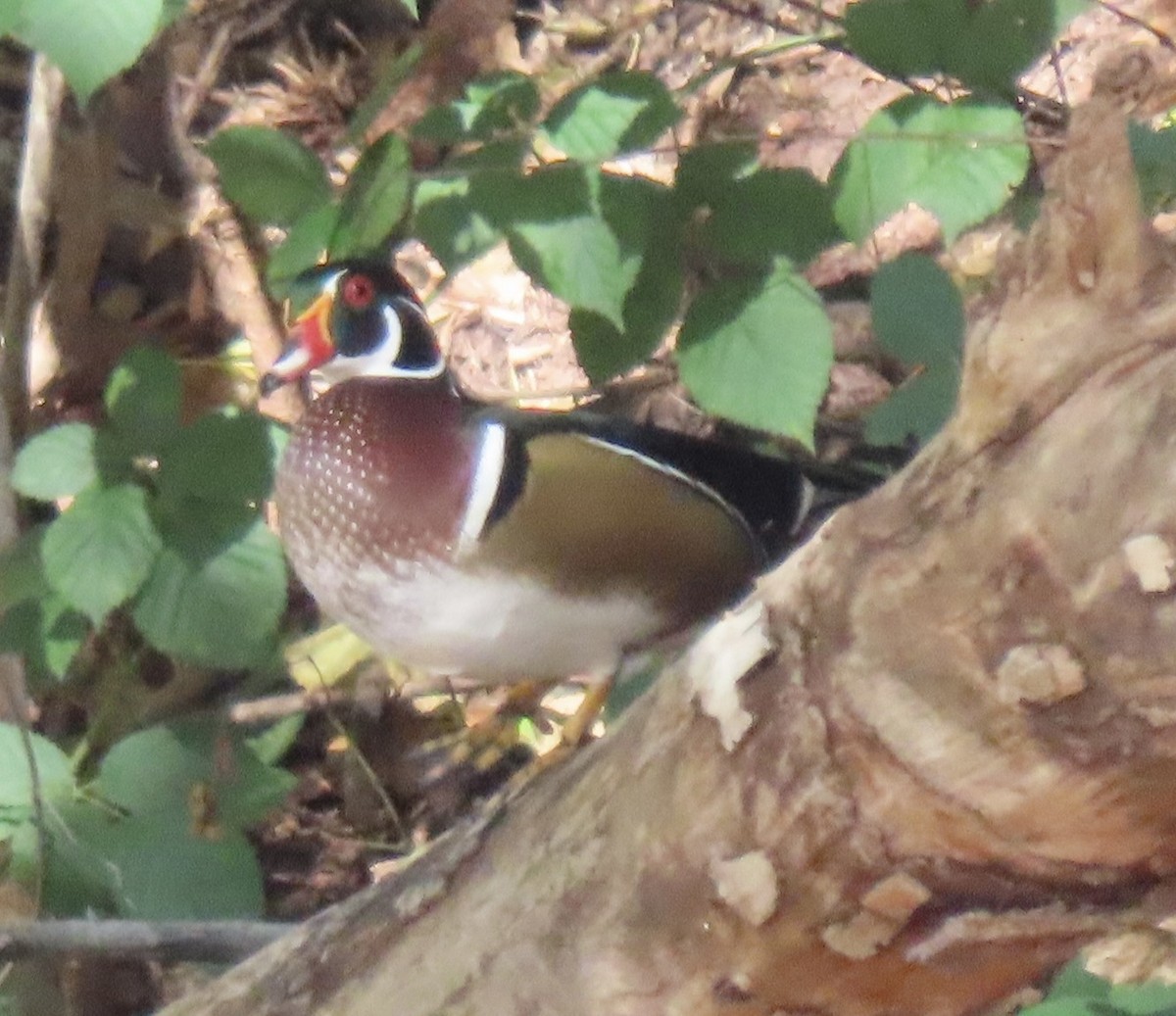 Wood Duck - ML643558145
