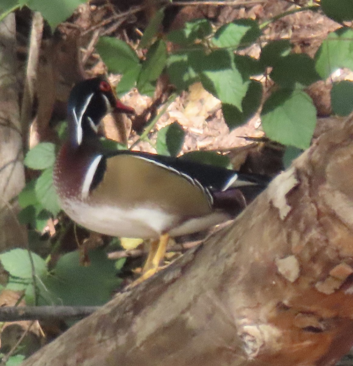 Wood Duck - ML643558148