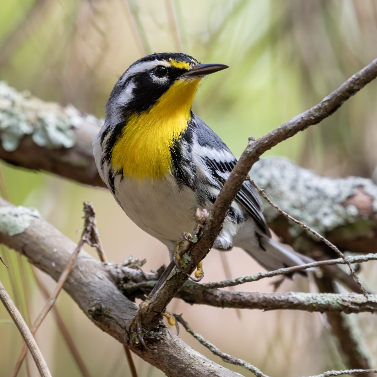 Yellow-throated Warbler - ML643558159