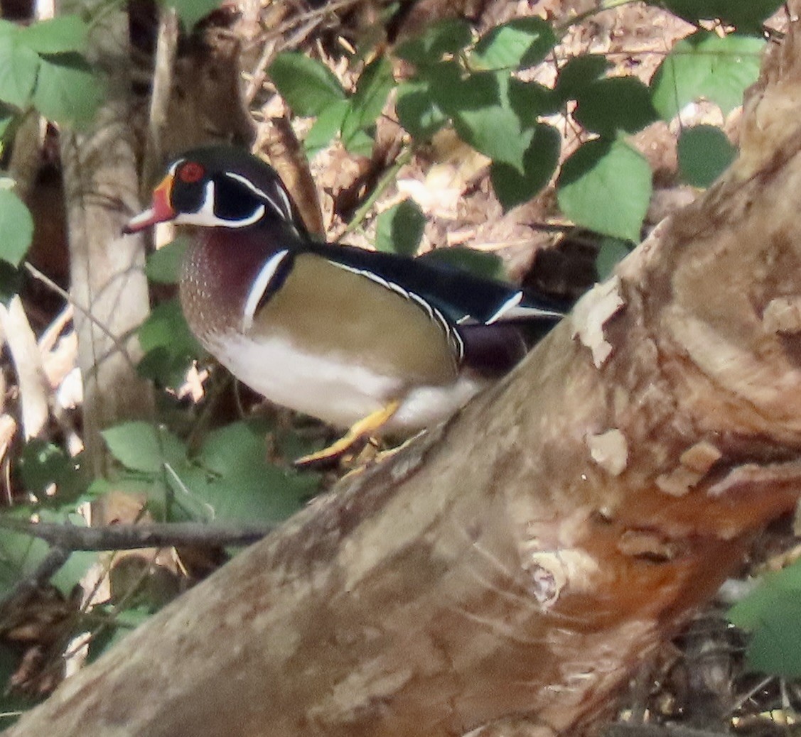 Wood Duck - ML643558161
