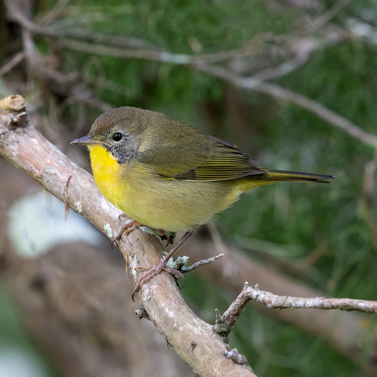 カオグロアメリカムシクイ - ML643558187