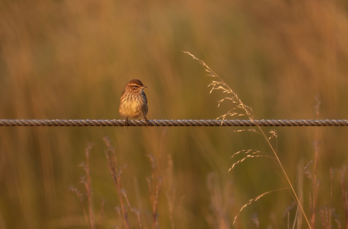 Palm Warbler - ML643558192
