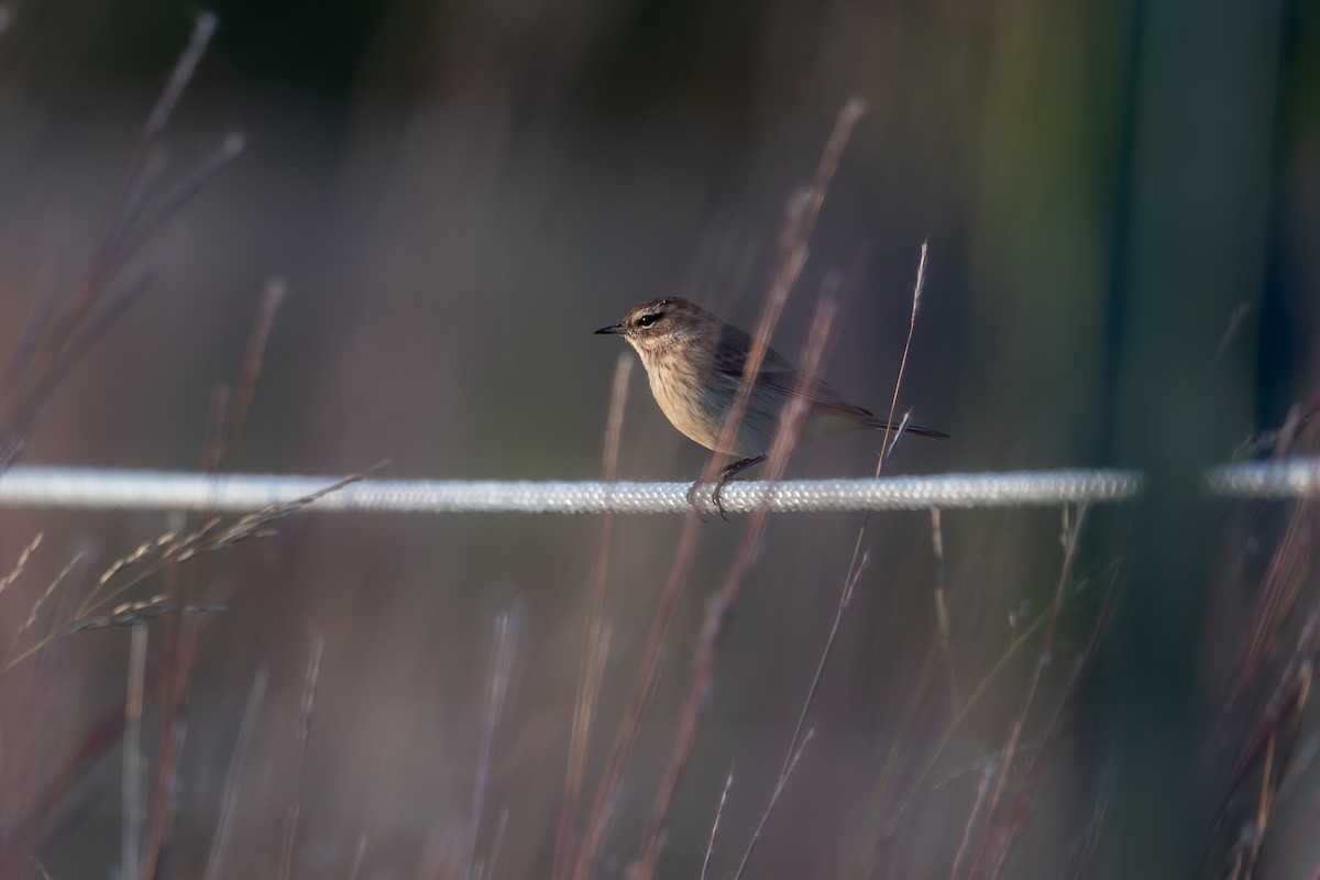 Palm Warbler - ML643558193