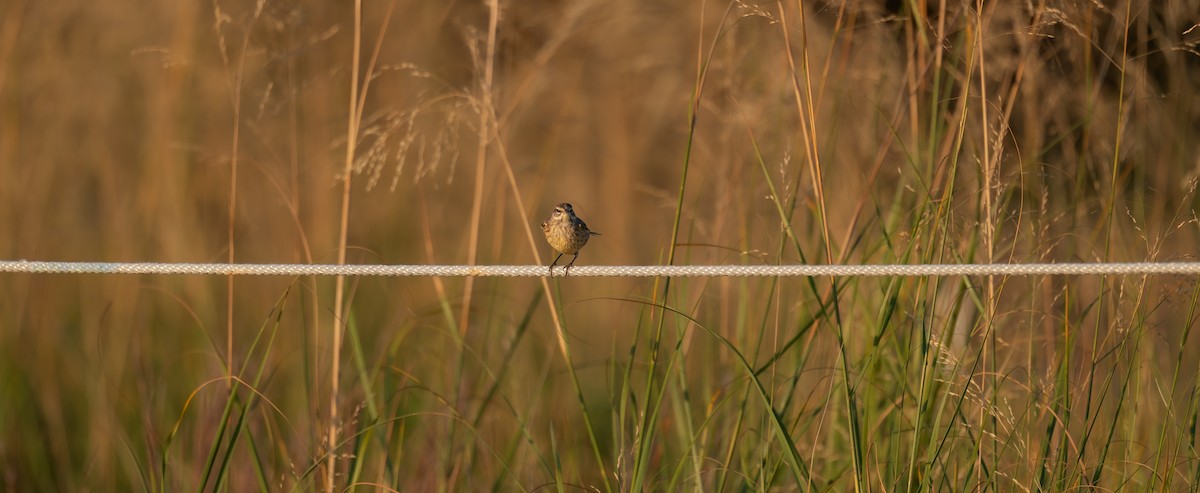 Palm Warbler - ML643558194
