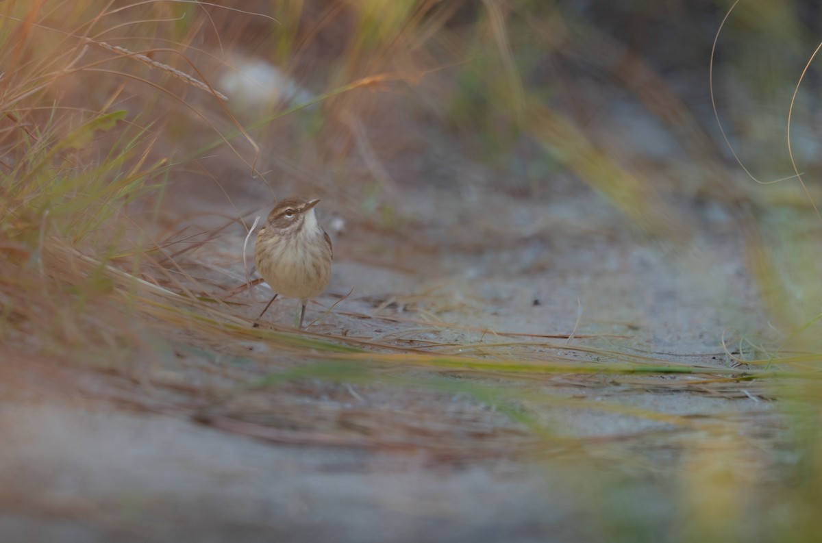 Palm Warbler - ML643558195
