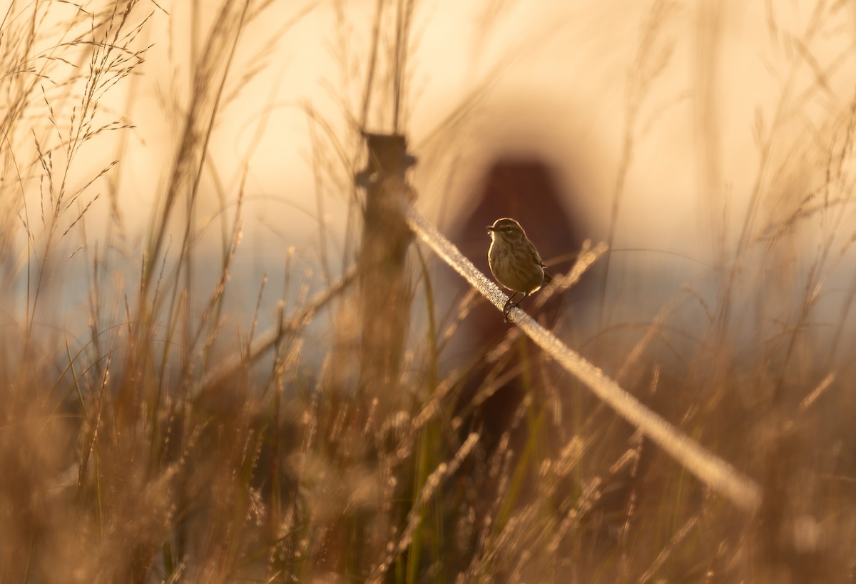 Palm Warbler - ML643558196