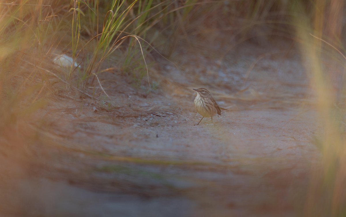 Palm Warbler - ML643558197