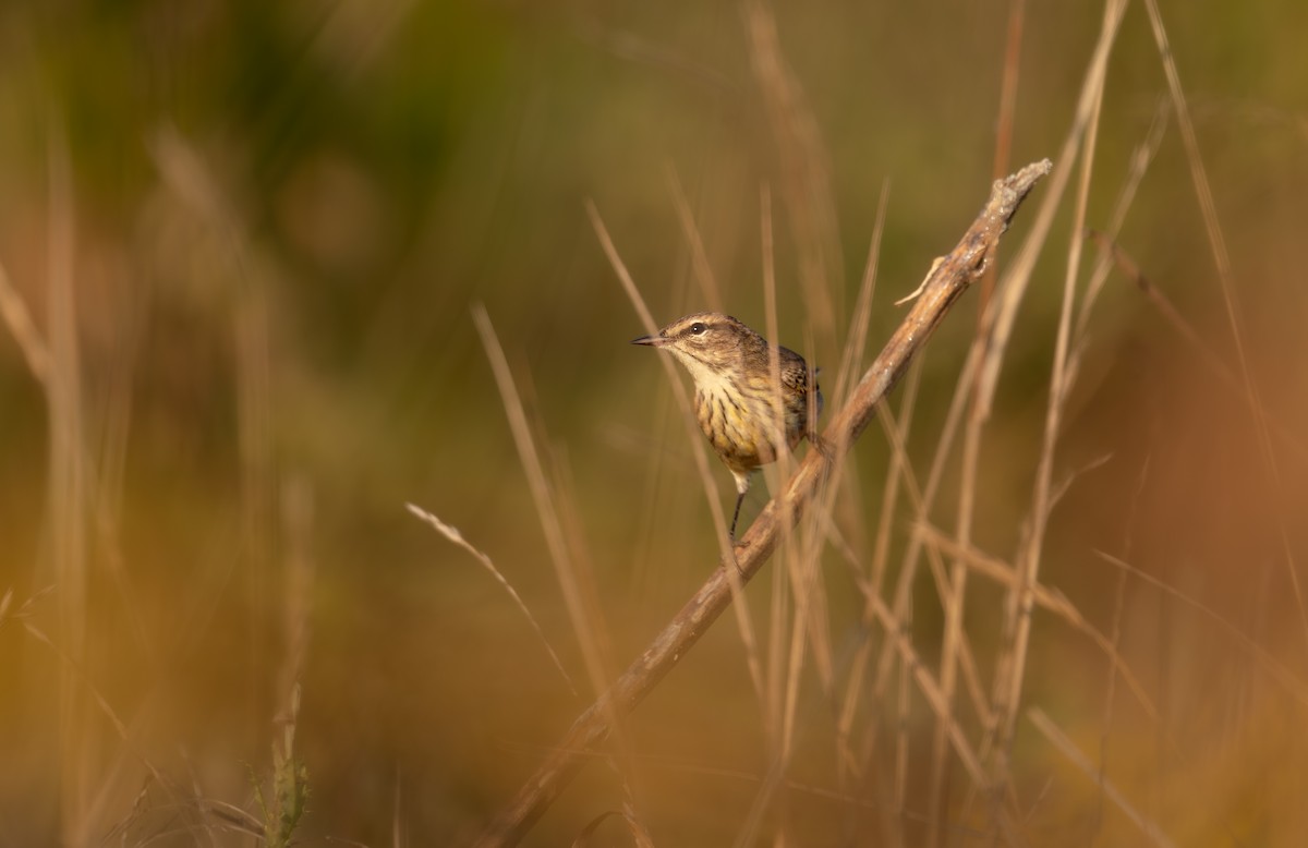 Palm Warbler - ML643558198
