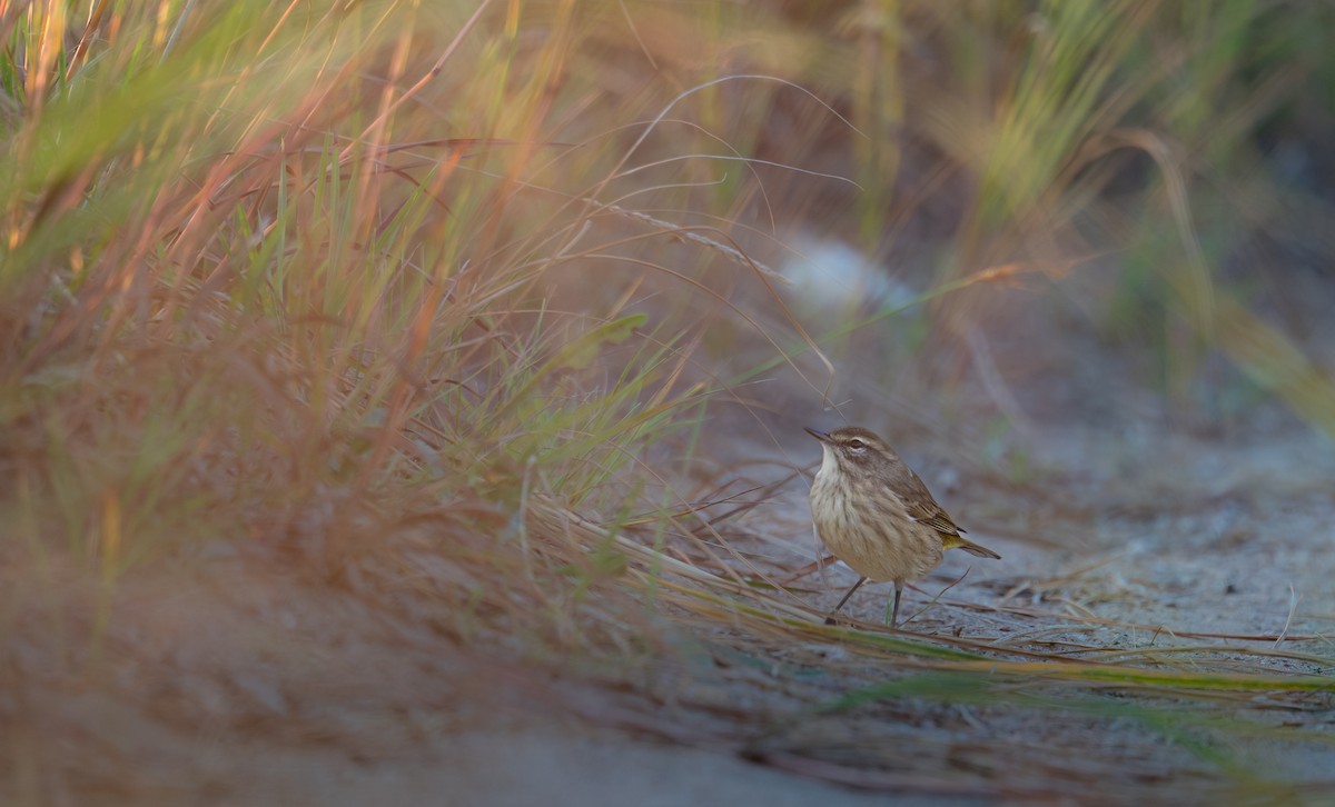 Palm Warbler - ML643558200