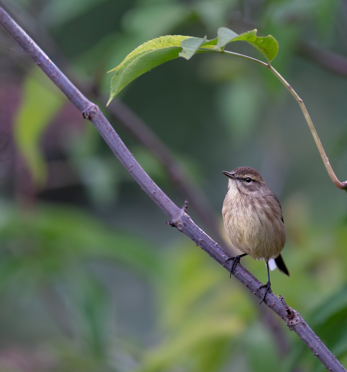Palm Warbler - ML643558201