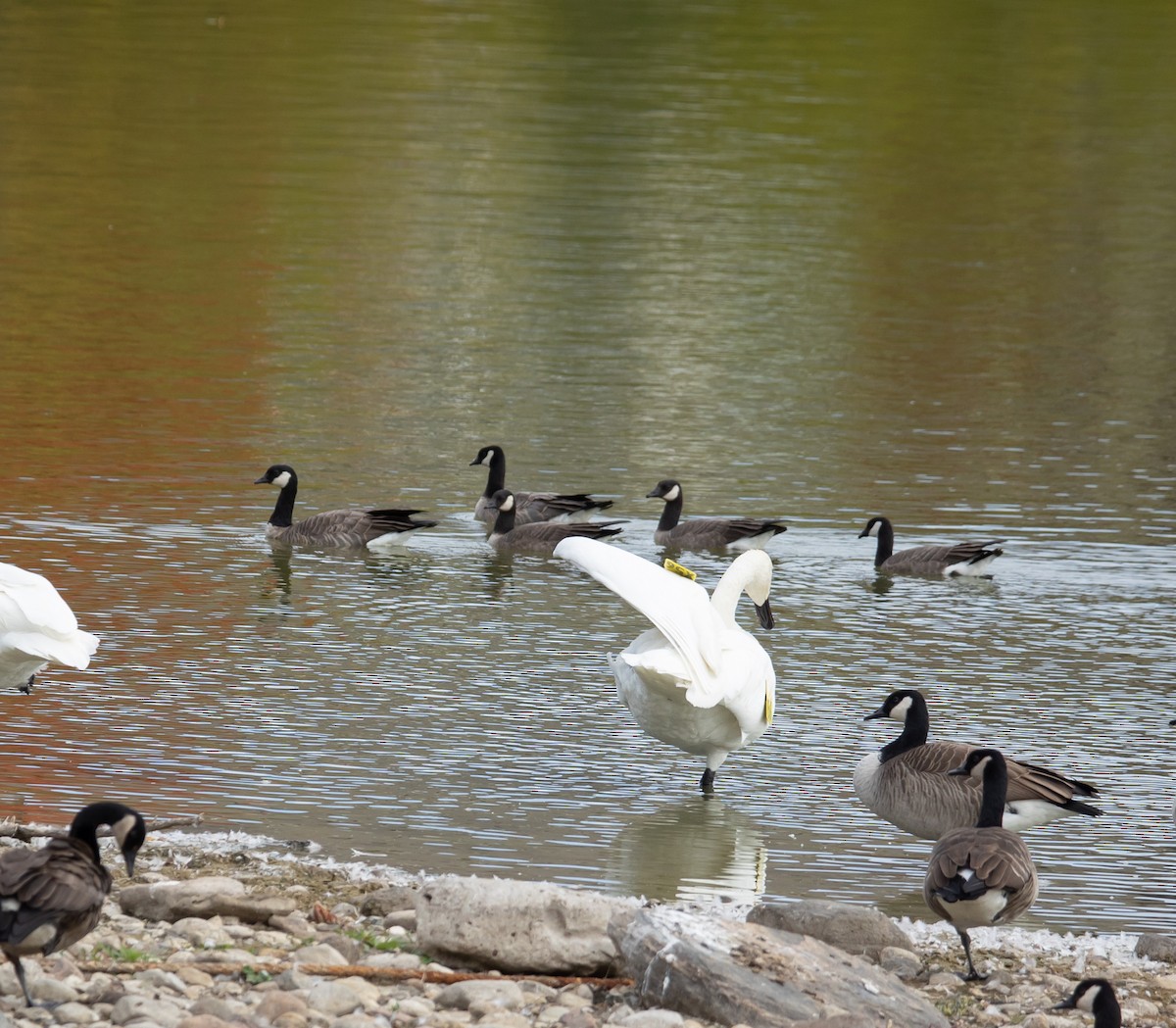 Cackling Goose - ML643558209