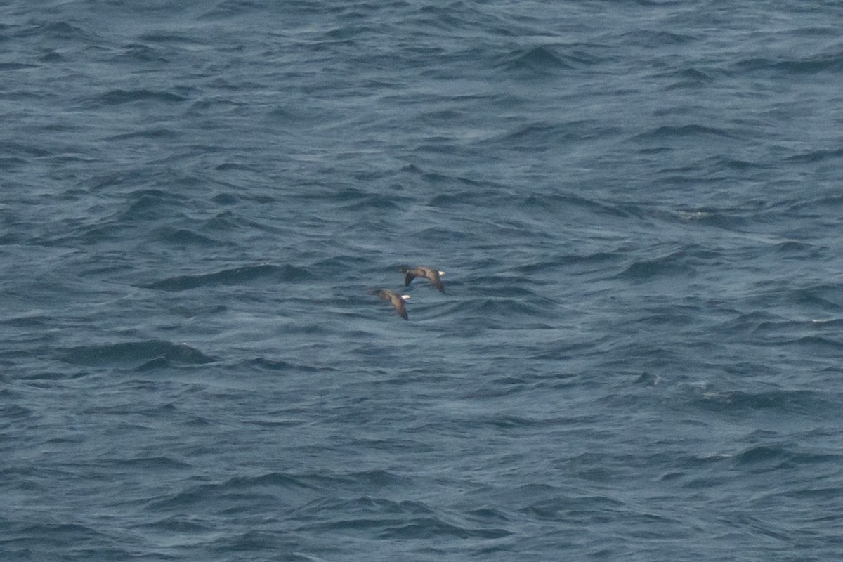 Brant - ML643558210