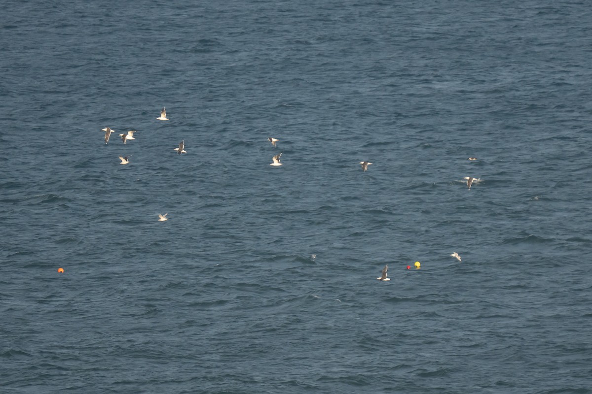 Great Black-backed Gull - ML643558232