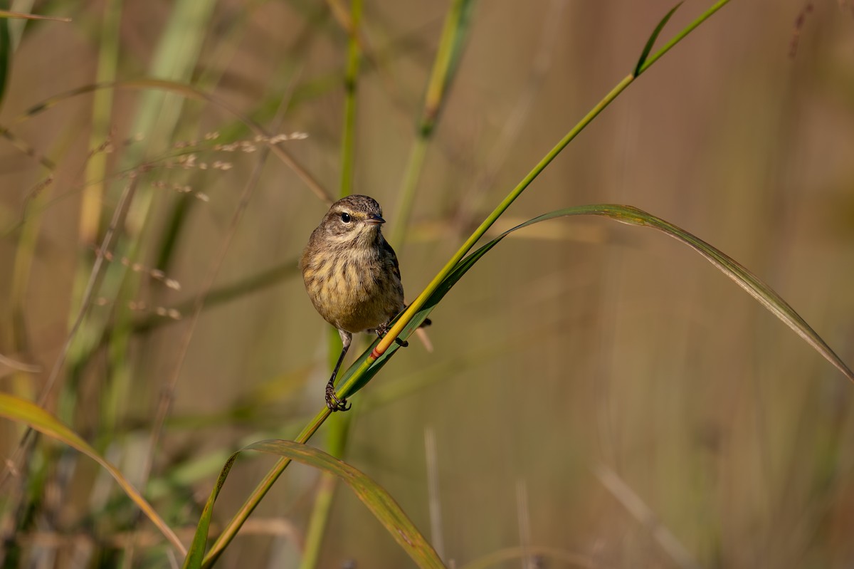 Palm Warbler - ML643558233