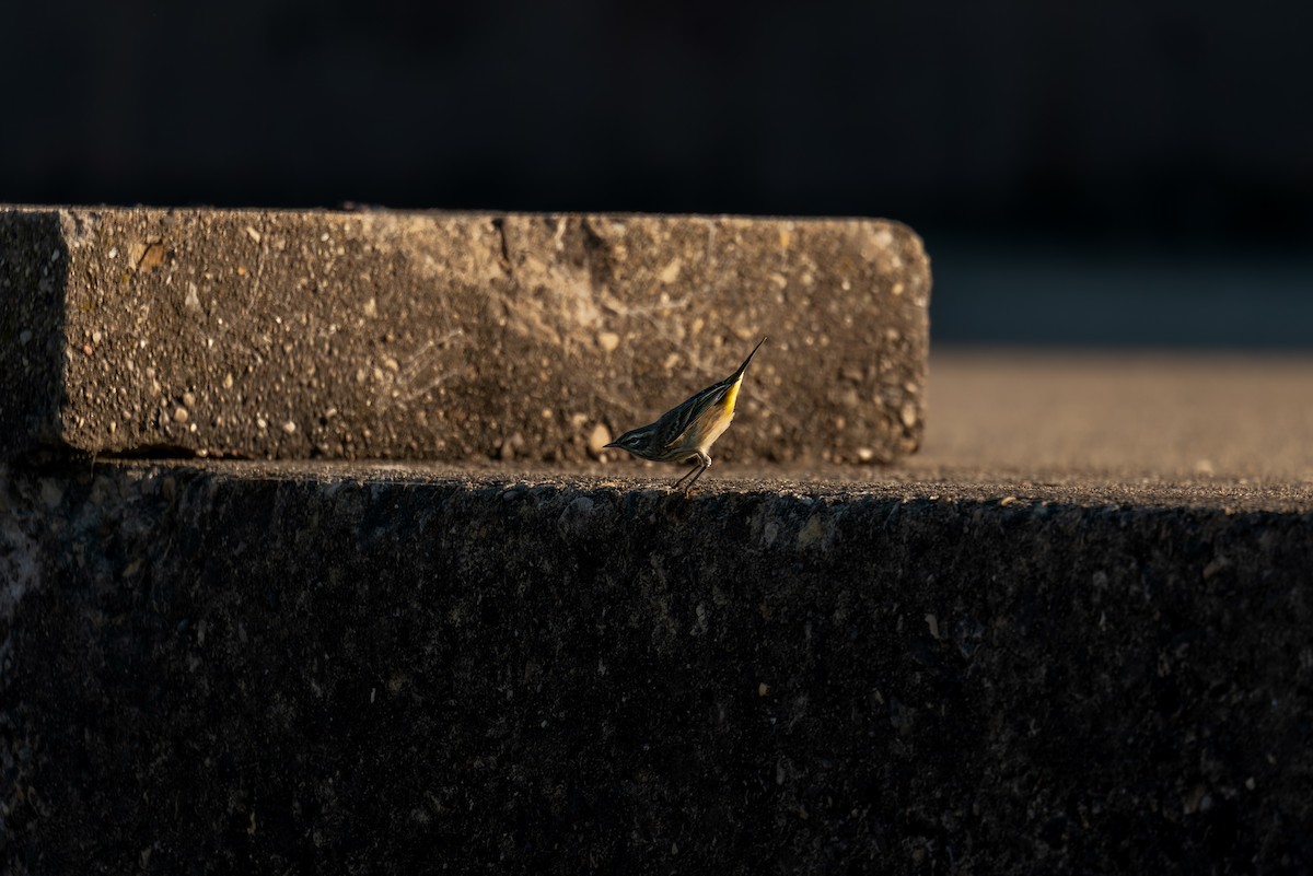 Palm Warbler - ML643558234