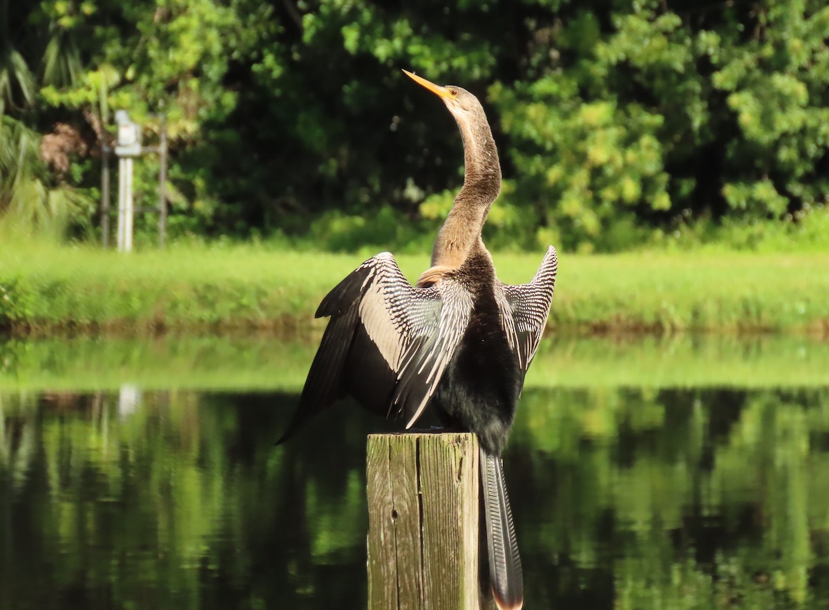 Anhinga - ML643558235