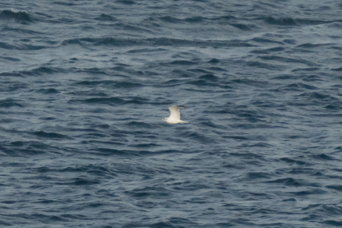Common Gull - ML643558237