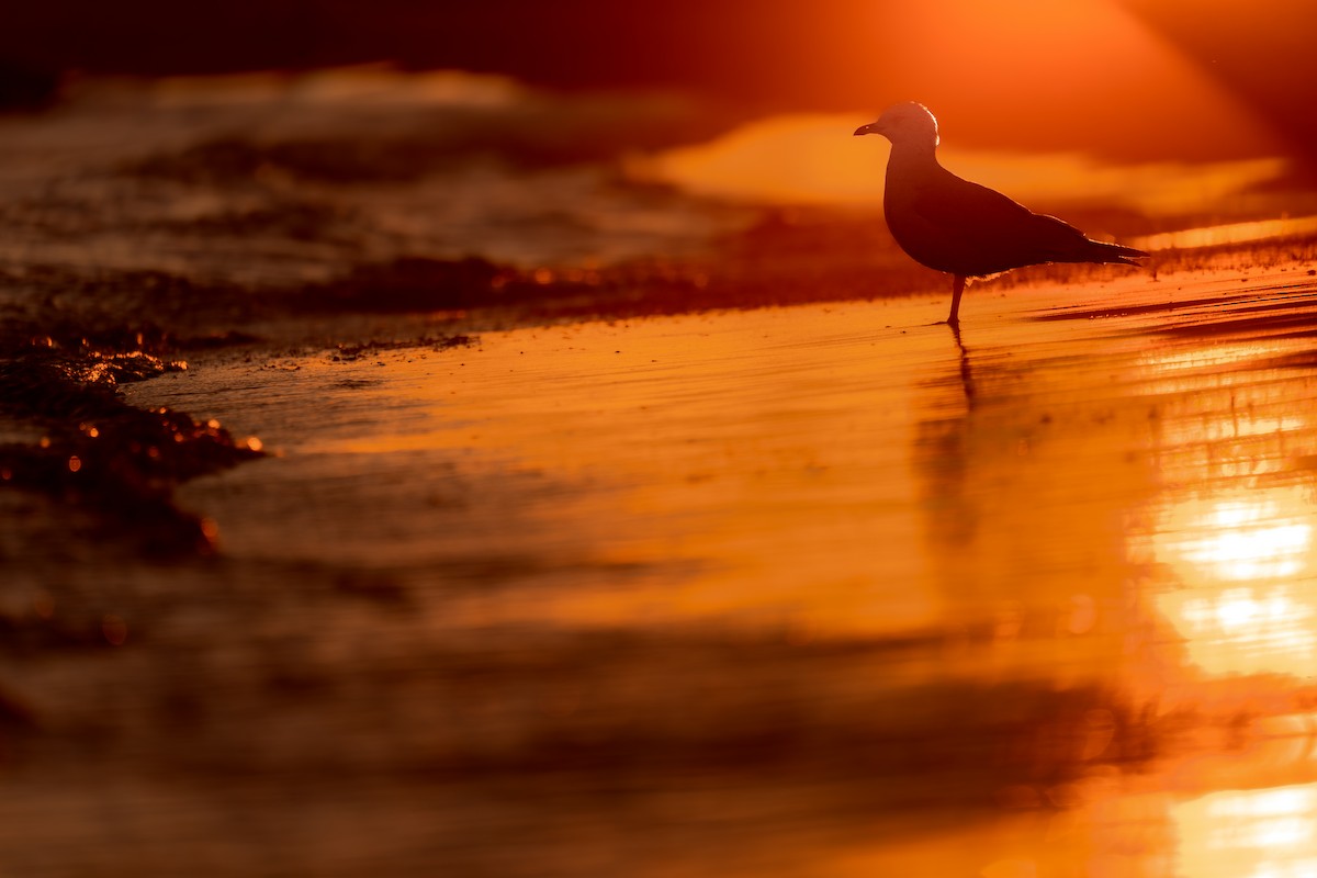 Ring-billed Gull - ML643558247
