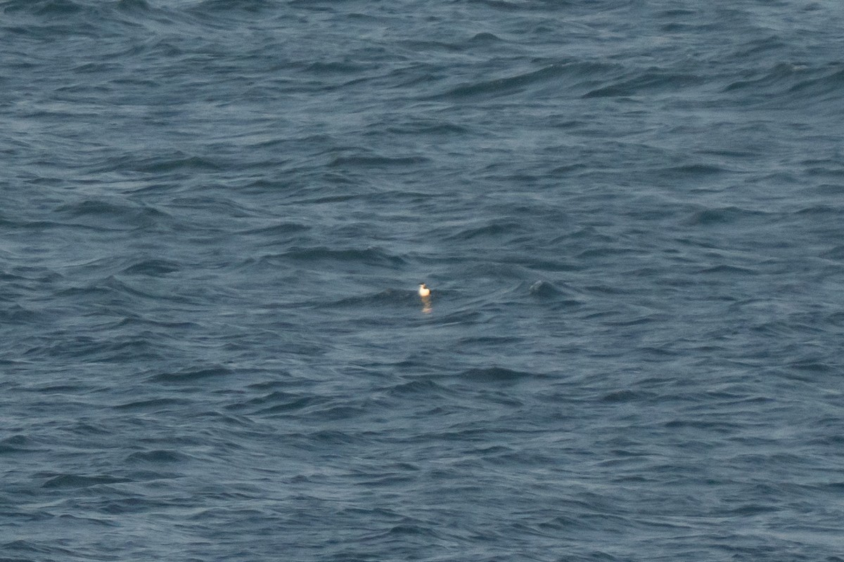 Razorbill - ML643558252