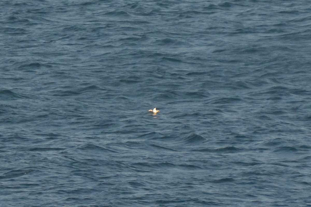 Razorbill - ML643558253