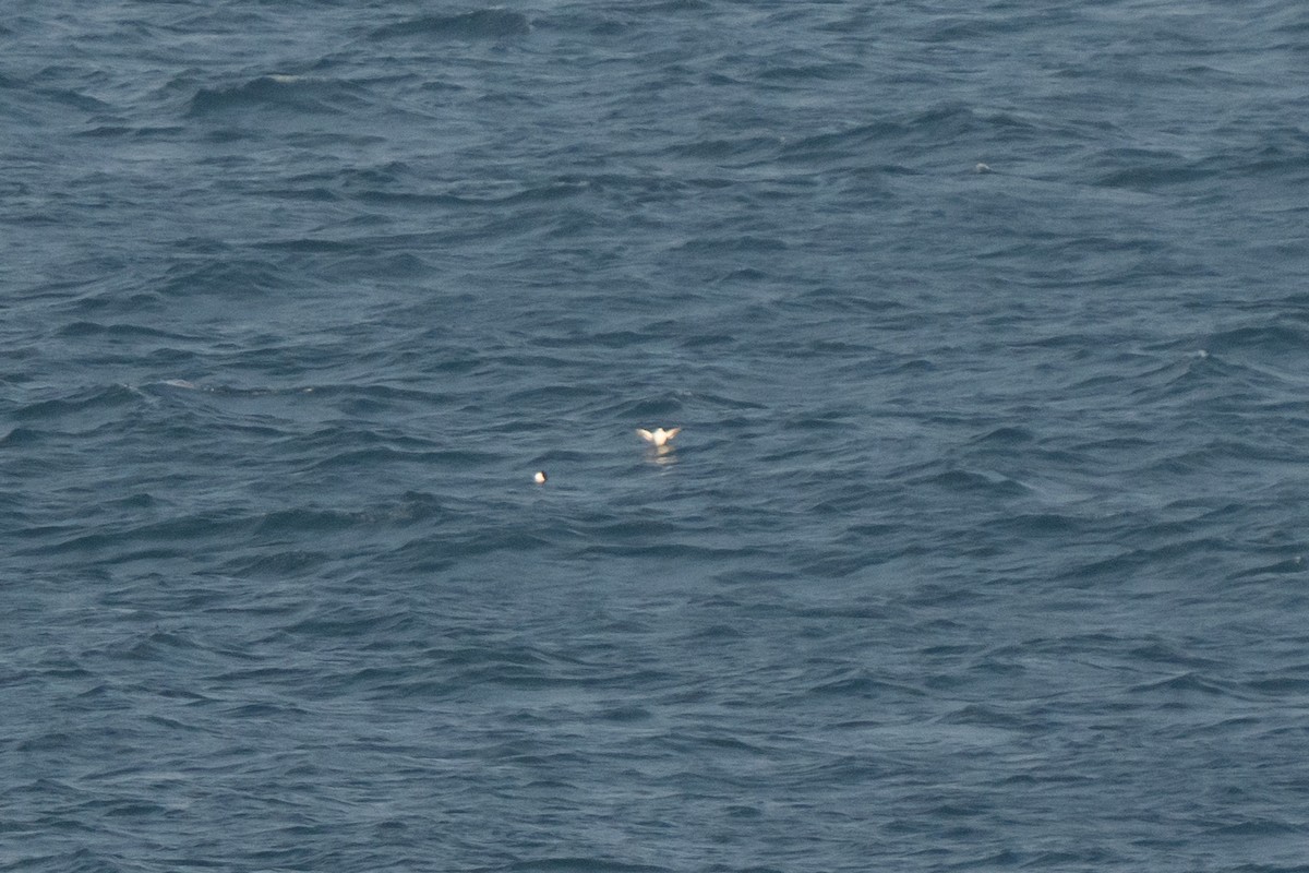 Razorbill - ML643558254