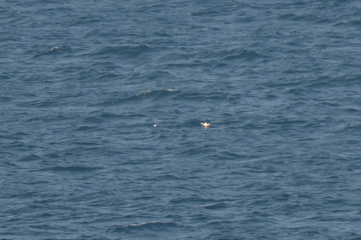Razorbill - ML643558255