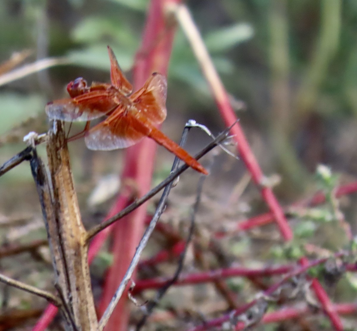 Animals - ML643558270