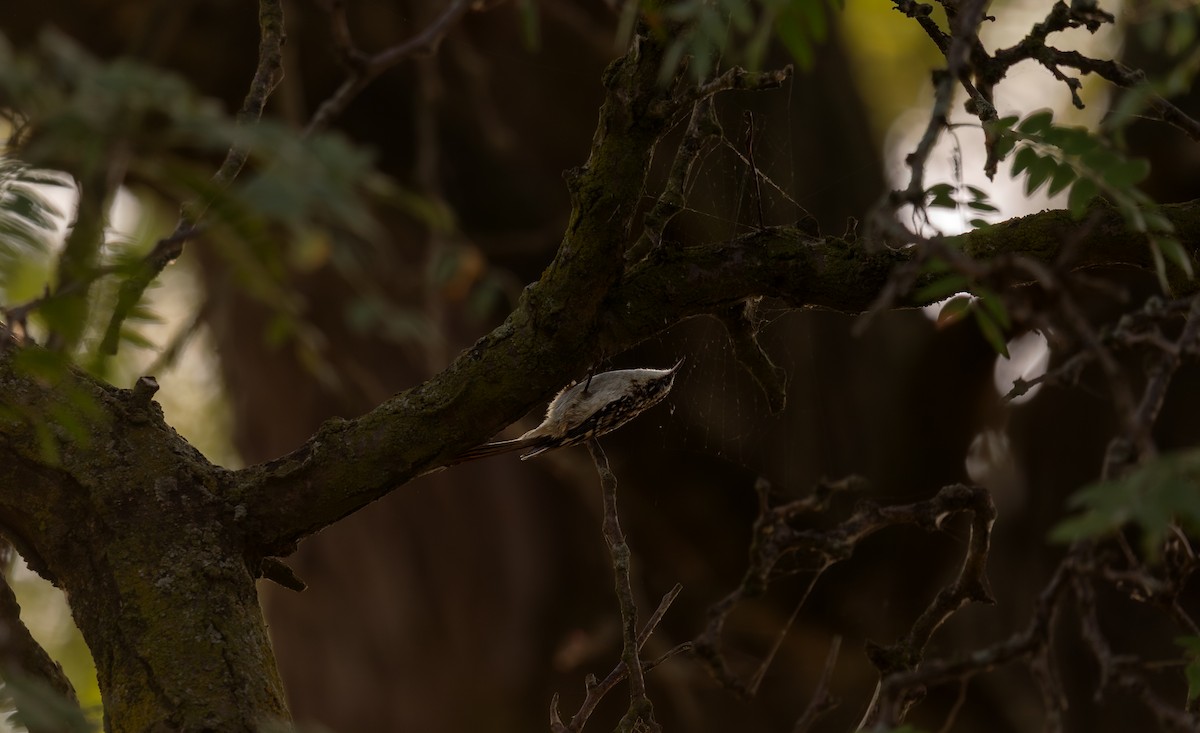 Brown Creeper - ML643558276