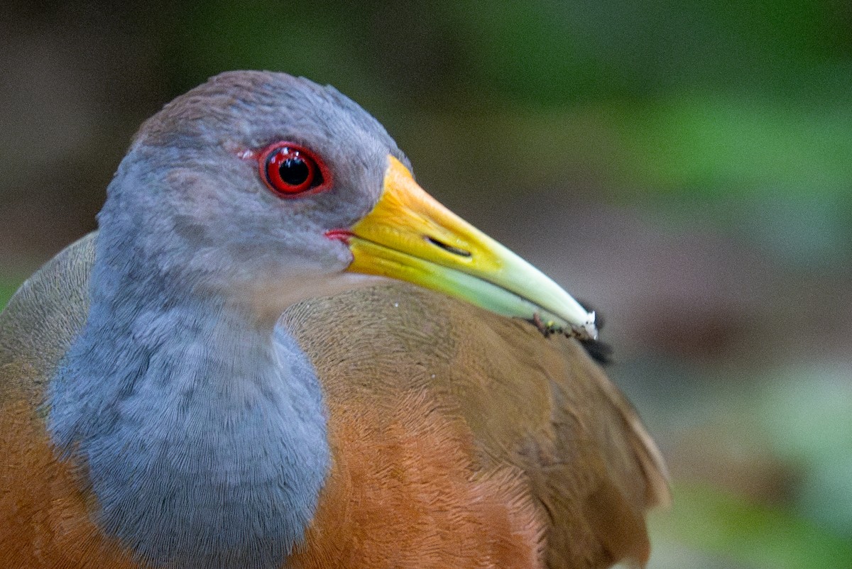 Gray-cowled Wood-Rail - ML643558277