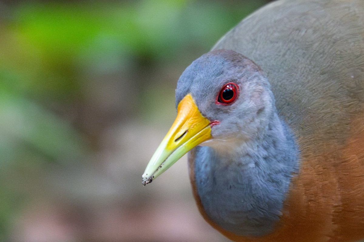 Gray-cowled Wood-Rail - ML643558280