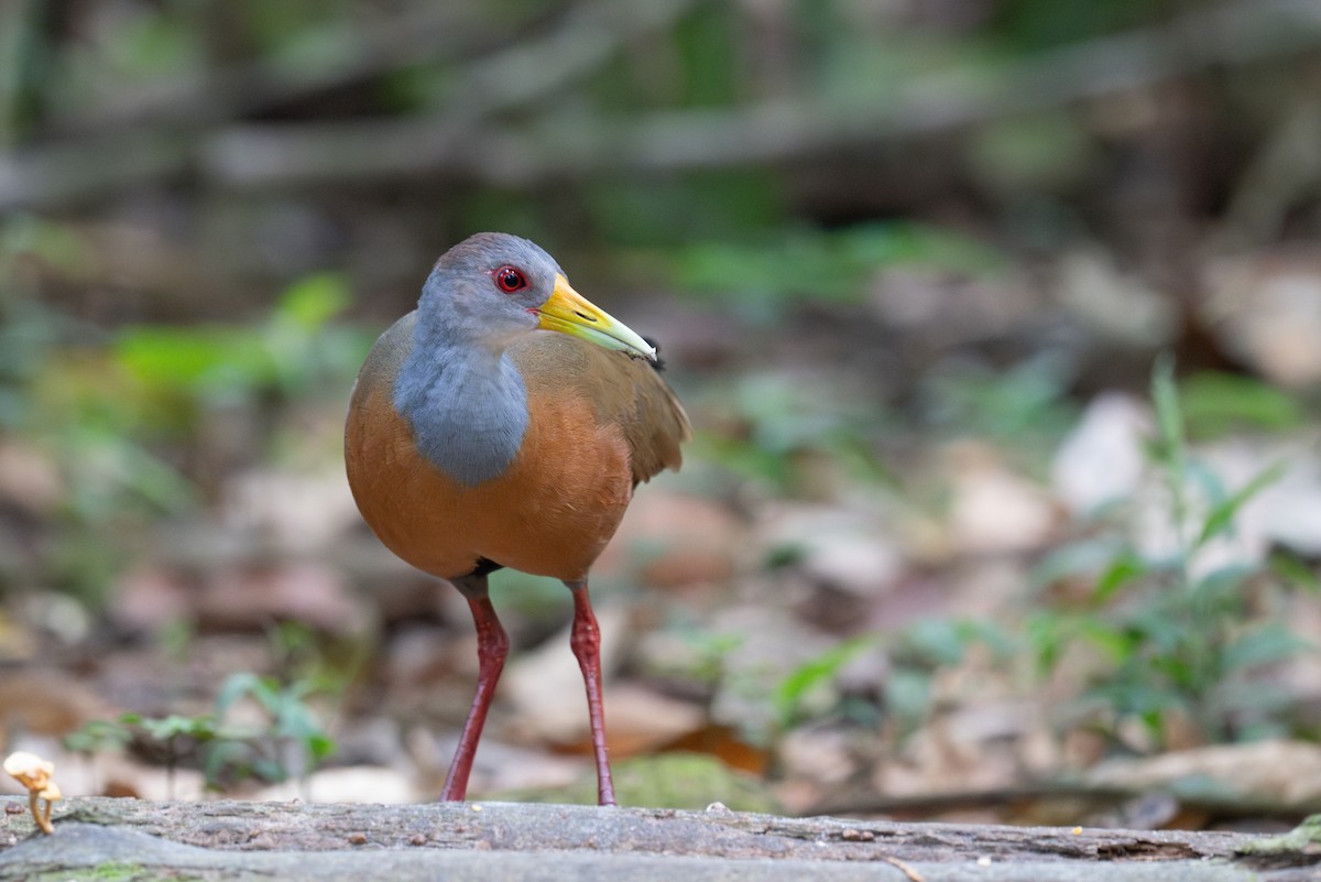 Gray-cowled Wood-Rail - ML643558286