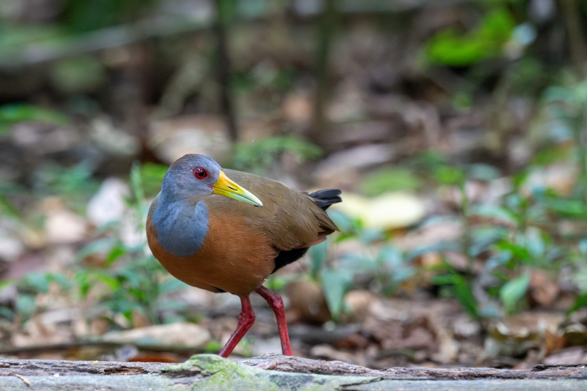 Gray-cowled Wood-Rail - ML643558289