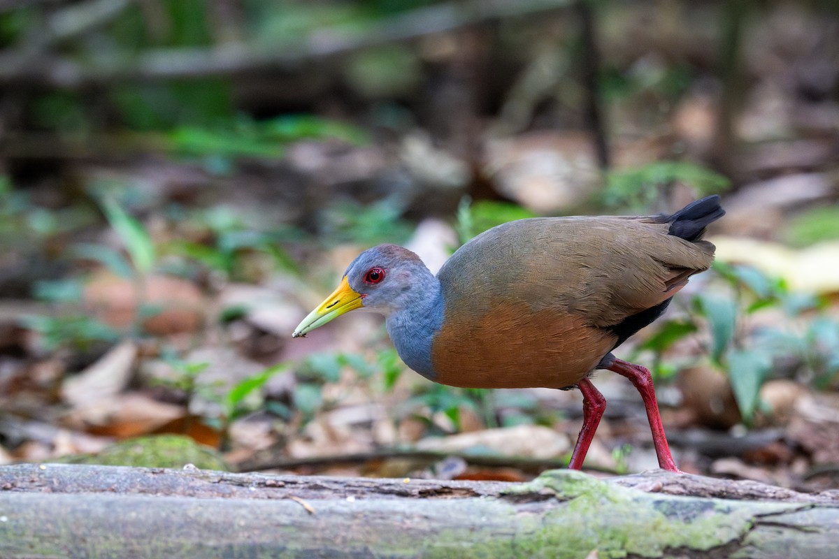 Gray-cowled Wood-Rail - ML643558290