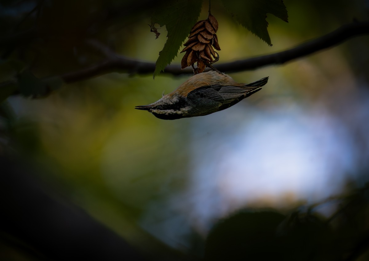 Red-breasted Nuthatch - ML643558291