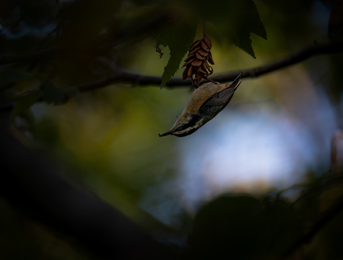 Red-breasted Nuthatch - ML643558292