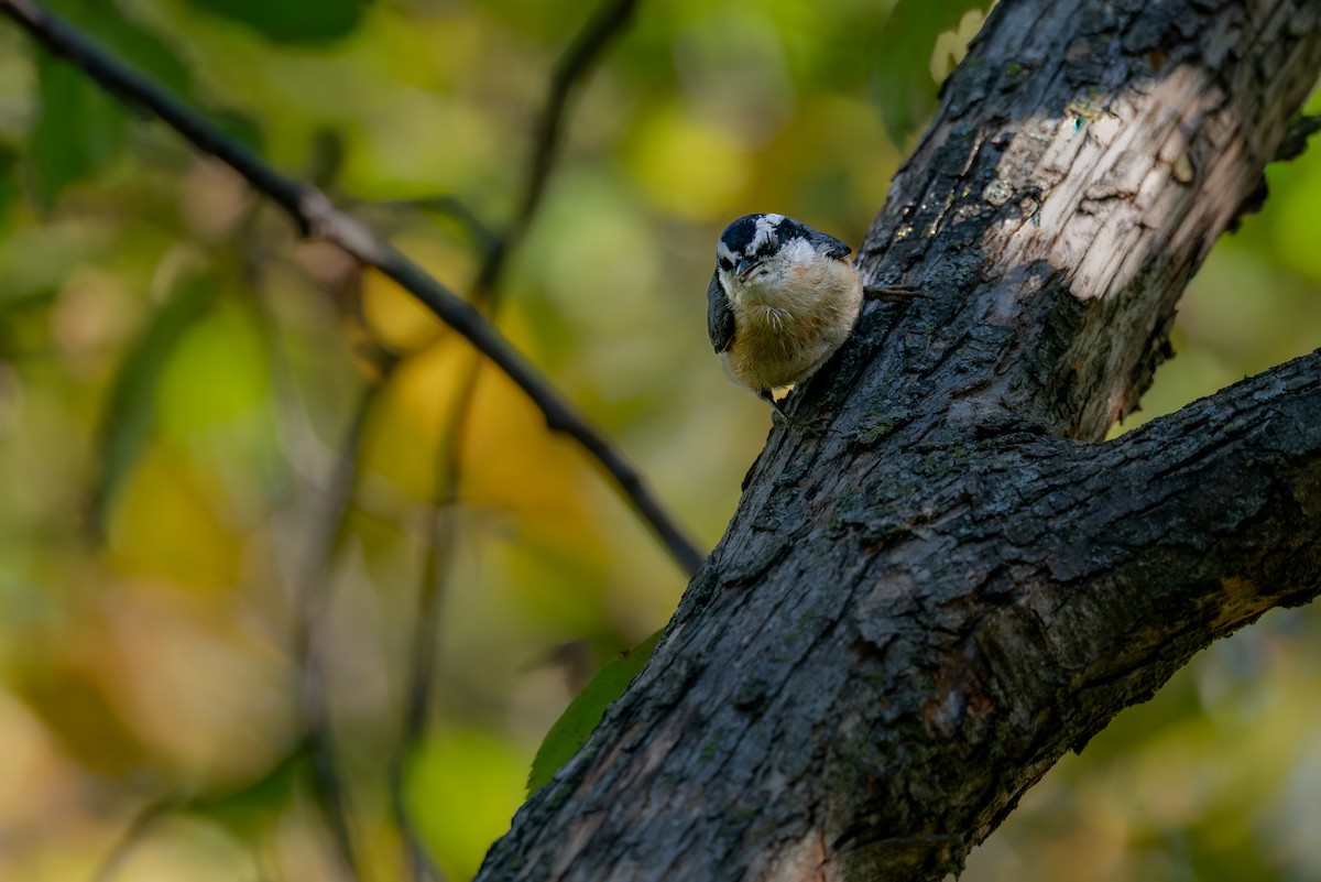 Red-breasted Nuthatch - ML643558293