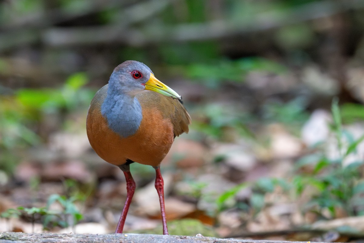 Gray-cowled Wood-Rail - ML643558294