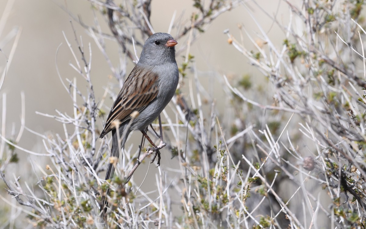Black-chinned Sparrow - ML643558298