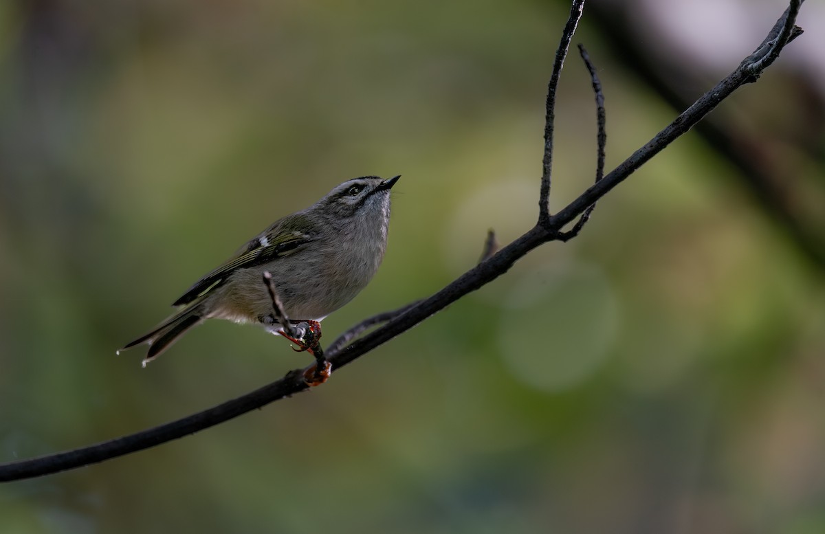Golden-crowned Kinglet - ML643558303