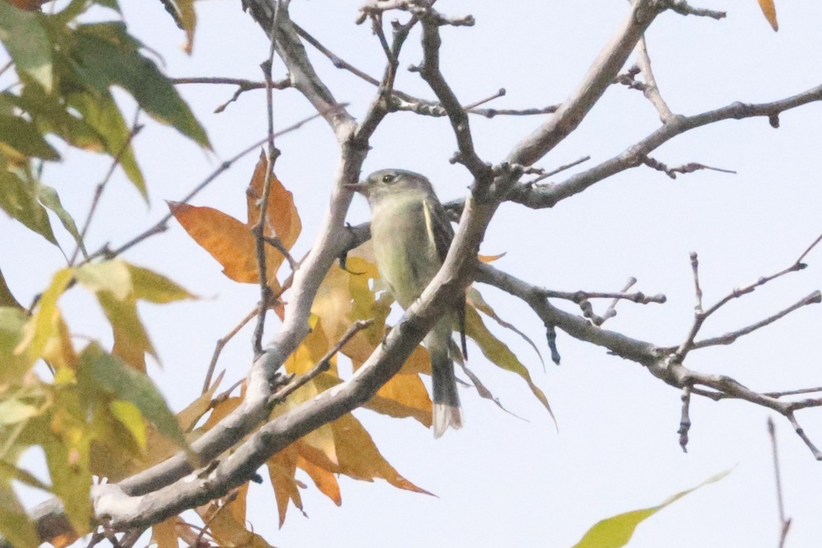 Empidonax sp. - ML643558314