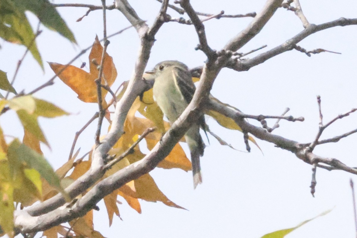 Empidonax sp. - ML643558315