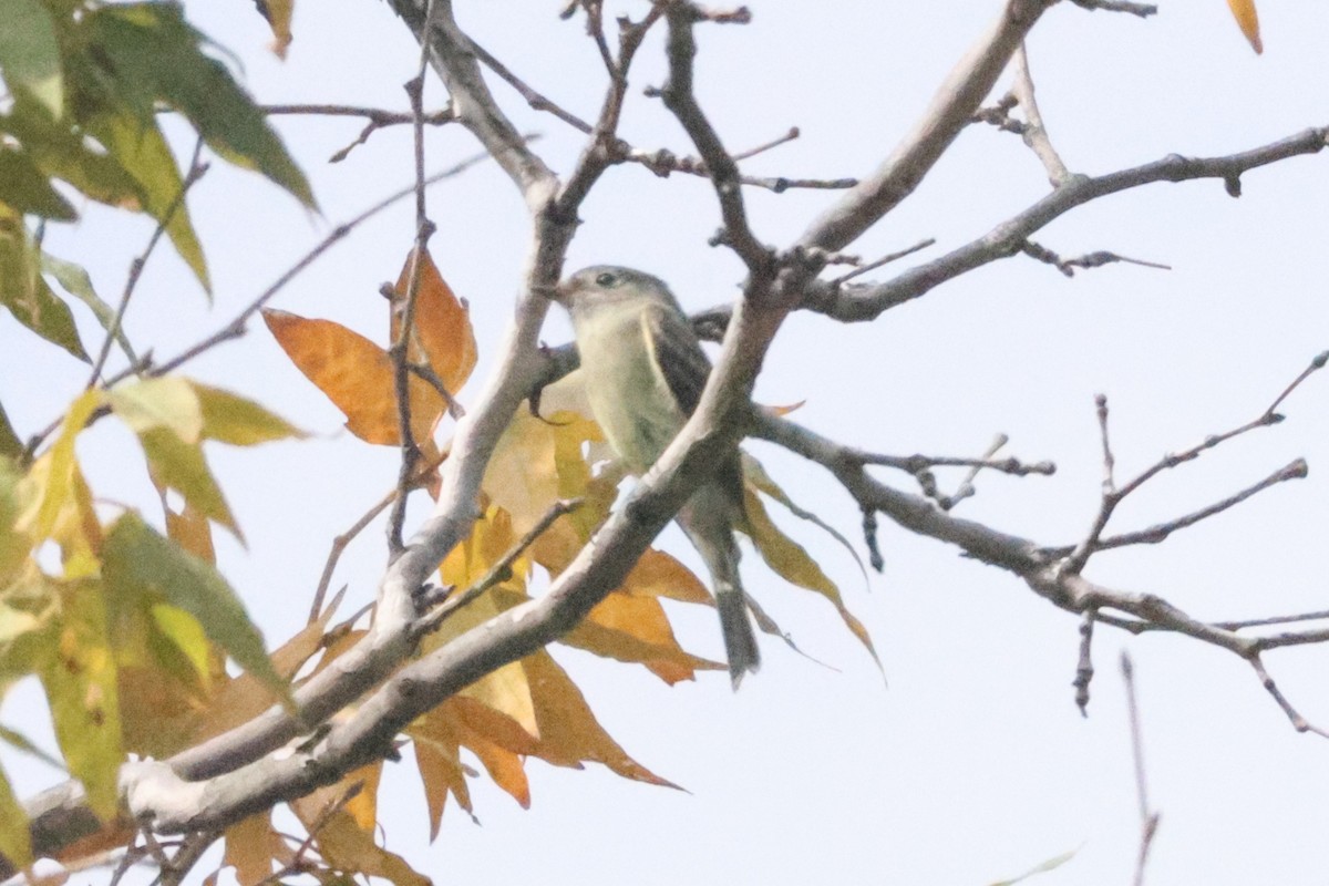 Empidonax sp. - ML643558316