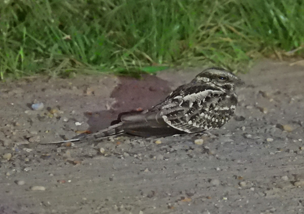 Scissor-tailed Nightjar - ML643558318