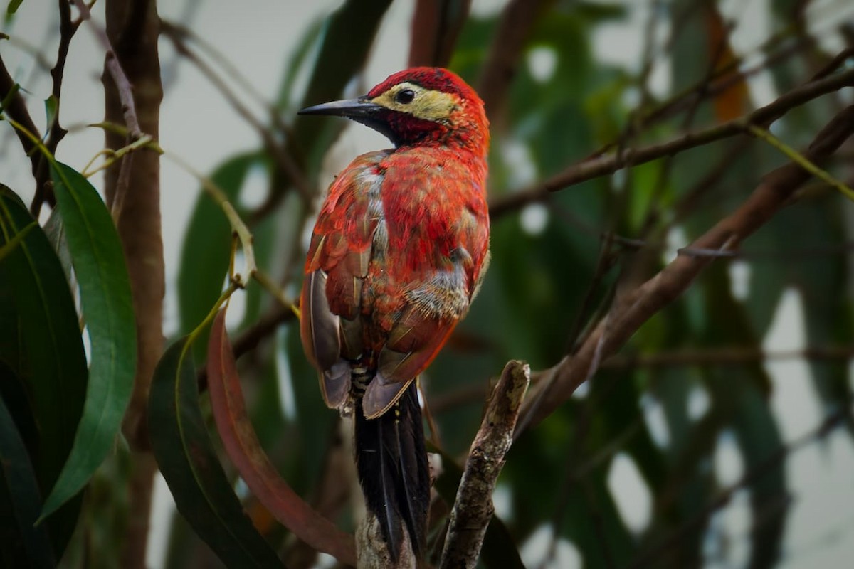 Crimson-mantled Woodpecker - ML643558319