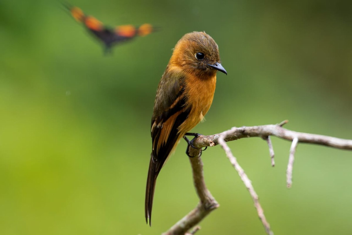 Cinnamon Flycatcher - ML643558330