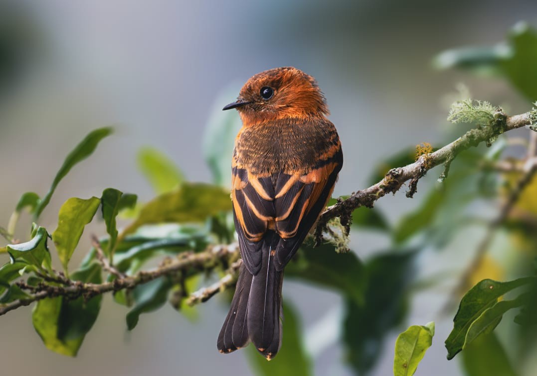 Cinnamon Flycatcher - ML643558331