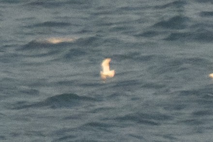 Black-legged Kittiwake - ML643558332